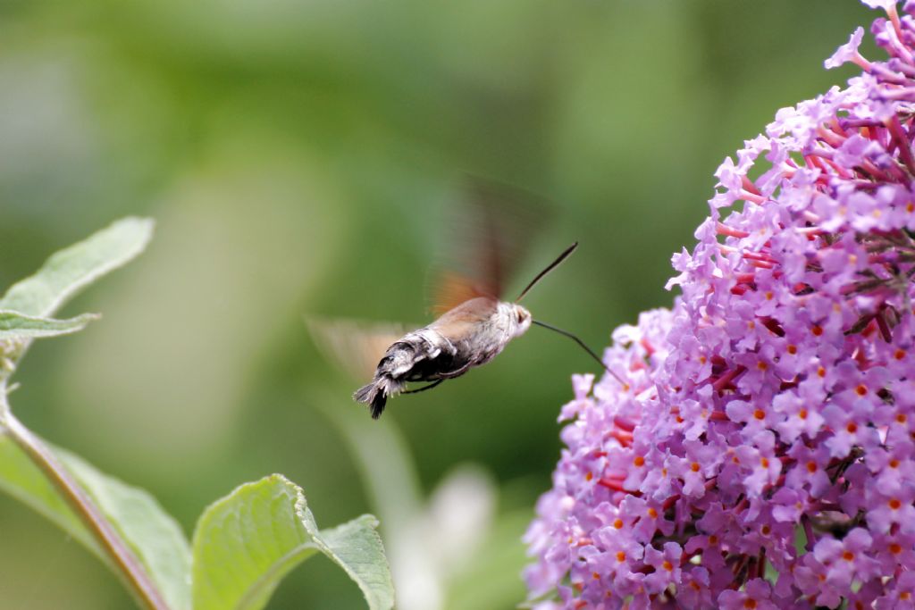 E'' una falena? S:  Macroglossum stellatarum